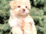 Yeşil gözlü morkie yavrumuz