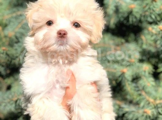 Yeşil Gözlü Morkie Yavrumuz görsel