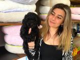 Black Toy Poodle Bebekleri̇mi̇z A Kali̇te