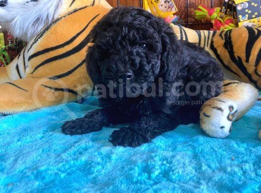 Black Toy Poodle Bebekleri̇mi̇z A Kali̇te görsel