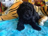 Black Toy Poodle Bebekleri̇mi̇z A Kali̇te