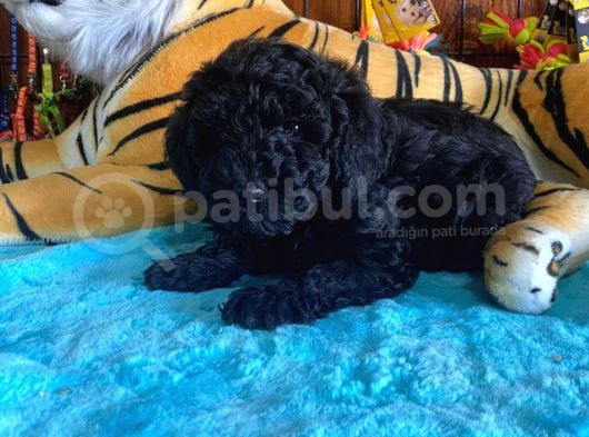 Black Toy Poodle Bebekleri̇mi̇z A Kali̇te görsel