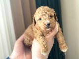 Mükemmel Kali̇tedeki̇ Toy Poodle Yavrularimiz