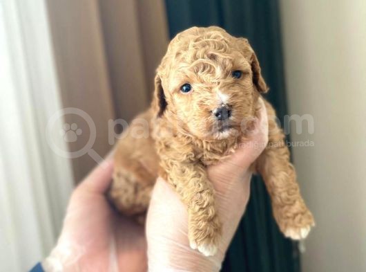 Mükemmel Kali̇tedeki̇ Toy Poodle Yavrularimiz görsel