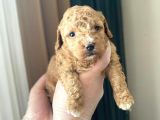 Mükemmel Kali̇tedeki̇ Toy Poodle Yavrularimiz