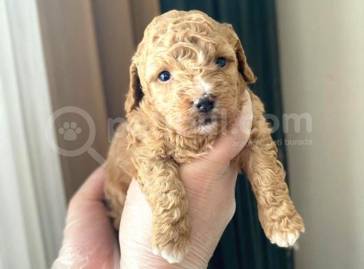 Mükemmel Kali̇tedeki̇ Toy Poodle Yavrularimiz görsel