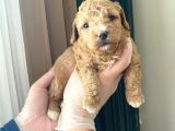 Mükemmel Kali̇tedeki̇ Toy Poodle Yavrularimiz