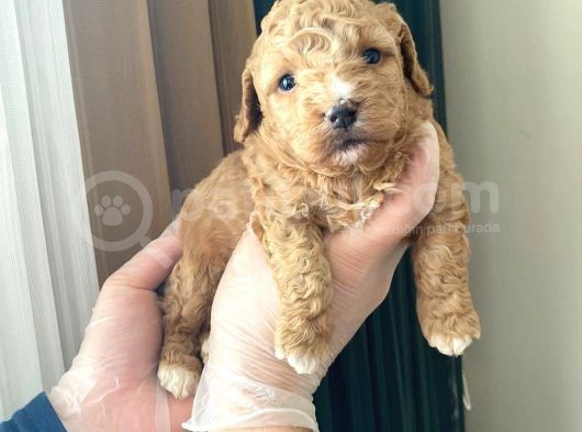 Mükemmel Kali̇tedeki̇ Toy Poodle Yavrularimiz görsel