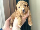 MÜKEMMEL KALİTEDEKİ TOY POODLE YAVRULARIMIZ