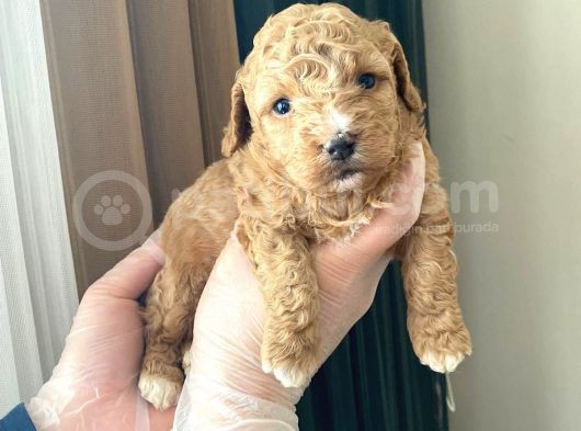 Mükemmel Kali̇tedeki̇ Toy Poodle Yavrularimiz