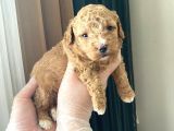 Mükemmel Kali̇tedeki̇ Toy Poodle Yavrularimiz