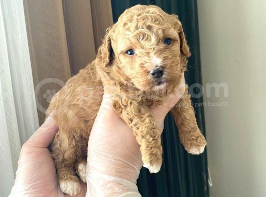 Mükemmel Kali̇tedeki̇ Toy Poodle Yavrularimiz görsel