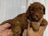 A Scr Toy Poodle Bebekleri̇mi̇z