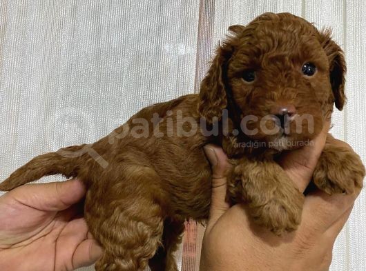 A Scr Toy Poodle Bebekleri̇mi̇z görsel