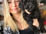 BLACK TOY POODLE BEBEKLERİMİZ A KALİTE