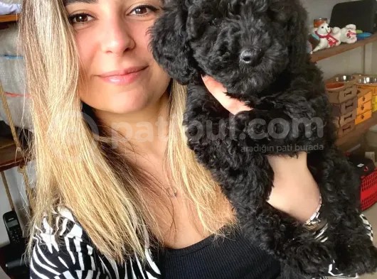 Black Toy Poodle Bebekleri̇mi̇z A Kali̇te