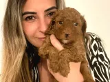 A SCR TOY POODLE BEBEKLERİMİZ