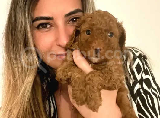 A Scr Toy Poodle Bebekleri̇mi̇z