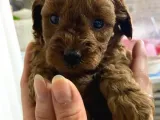 A Scr Toy Poodle Bebekleri̇mi̇z