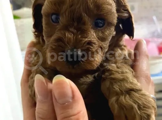 A Scr Toy Poodle Bebekleri̇mi̇z görsel