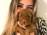 A Scr Toy Poodle Bebekleri̇mi̇z