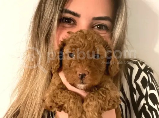 A Scr Toy Poodle Bebekleri̇mi̇z görsel