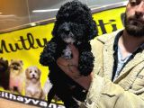 Orjinal Mükemmel Kalitede Toy Poodle Bebekler