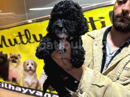 Orjinal mükemmel kalitede toy poodle bebekler