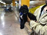 Orjinal Mükemmel Kalitede Toy Poodle Bebekler