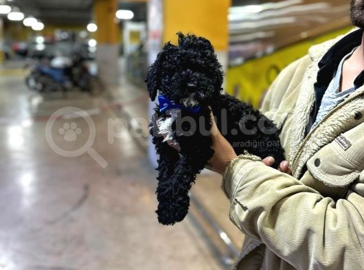 Orjinal Mükemmel Kalitede Toy Poodle Bebekler görsel