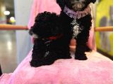 Orjinal Mükemmel Kalitede Toy Poodle Bebekler