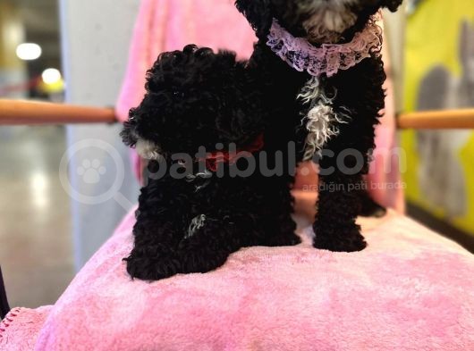 Orjinal Mükemmel Kalitede Toy Poodle Bebekler görsel