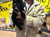 Orjinal Mükemmel Kalitede Toy Poodle Bebekler
