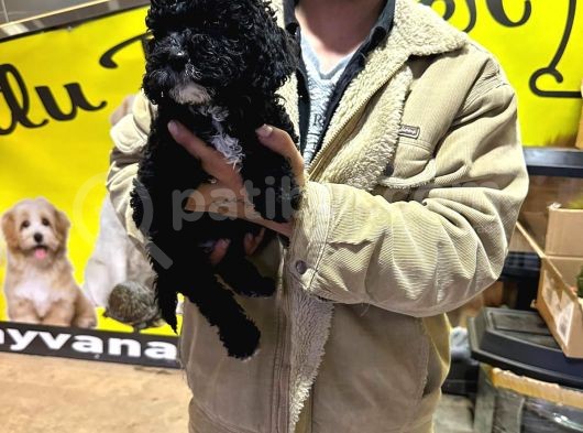Orjinal Mükemmel Kalitede Toy Poodle Bebekler görsel