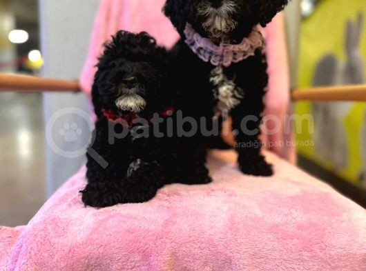Orjinal Mükemmel Kalitede Toy Poodle Bebekler görsel