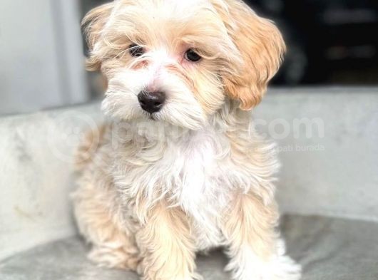 Irk Ve Sağlik Garanti̇li̇ Malti̇poo Yavrulari görsel