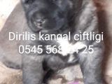 Satılık kangal