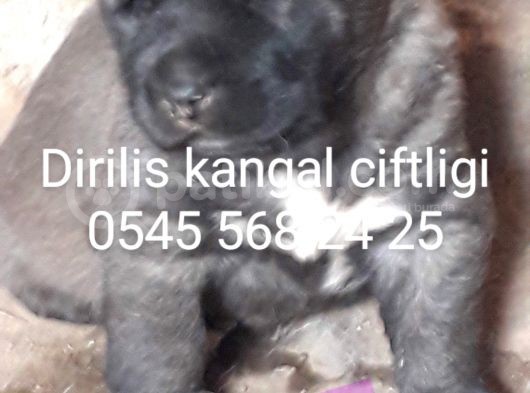 Satılık Kangal