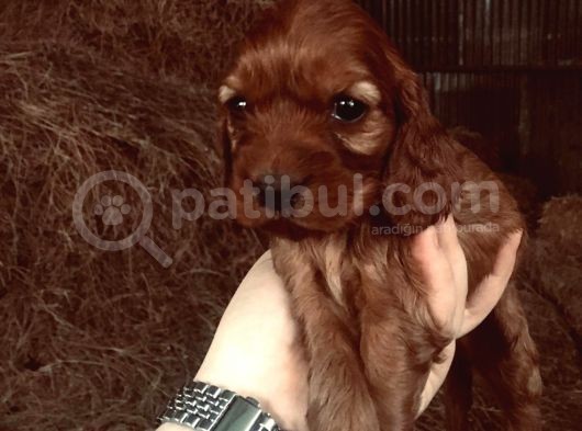 Dark Rengi̇nde Cocker Yavrulari görsel
