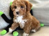 Mutluluk Yaratacak Malti̇poo Yavrulari