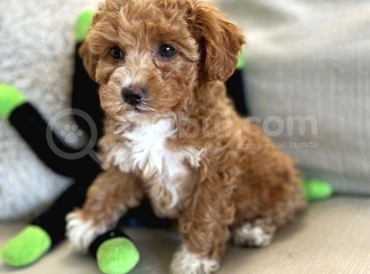 Mutluluk Yaratacak Malti̇poo Yavrulari görsel