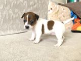 Orjinal Jack Russel Bebeklerim