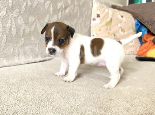 Orjinal Jack Russel Bebeklerim görsel