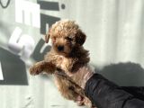 Lüx Di̇zayn Irk  Malti̇poo Yavrulari