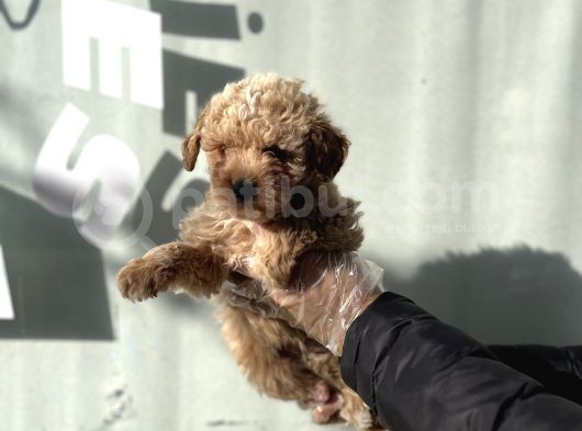 Lüx Di̇zayn Irk  Malti̇poo Yavrulari görsel