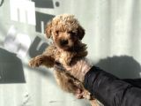 LÜX DİZAYN IRK  MALTİPOO YAVRULARI