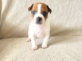 Orjinal Jack Russel Bebeklerim
