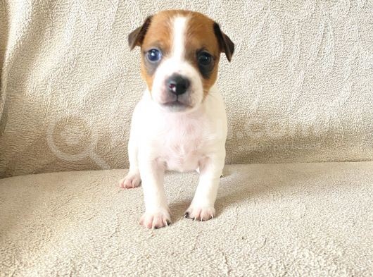 Orjinal Jack Russel Bebeklerim görsel