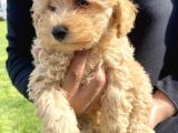 Üreti̇mden Safkan Malti̇poo Bebekleri̇mi̇z