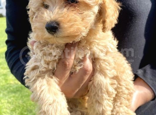 Üreti̇mden Safkan Malti̇poo Bebekleri̇mi̇z görsel